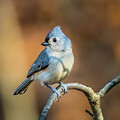 Tufted Titmouse