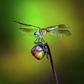 dragonfly