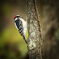 Woodpecker